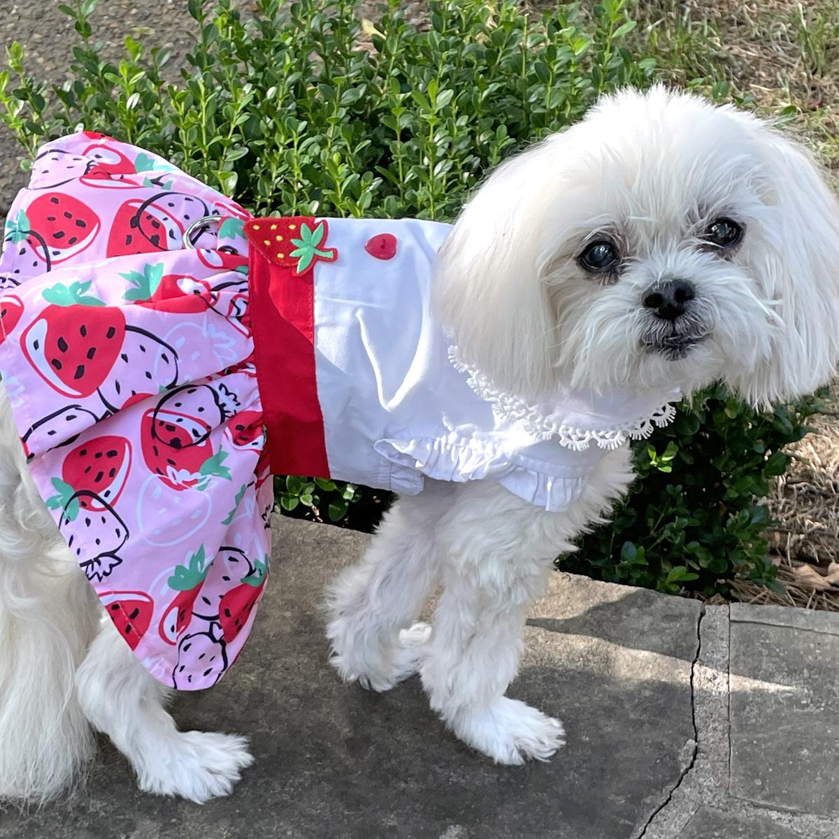 Strawberry Picnic Dog Dress with Matching Leash