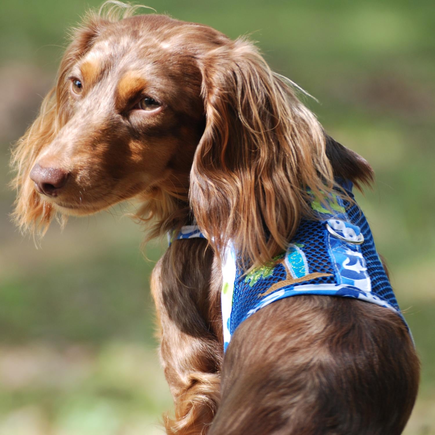 Cool Mesh Dog Harness with Leash - Surfboard Blue and Green - Ocean Blue and Palms